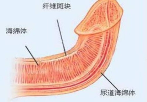 2022单身女性能去美国免费申请精子吗-需要多少钱呢-
